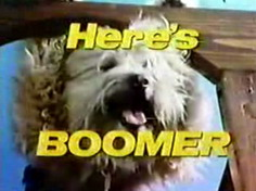 Illustration for article titled Furry Tries To Legally Change His Name To "Boomer The Dog"